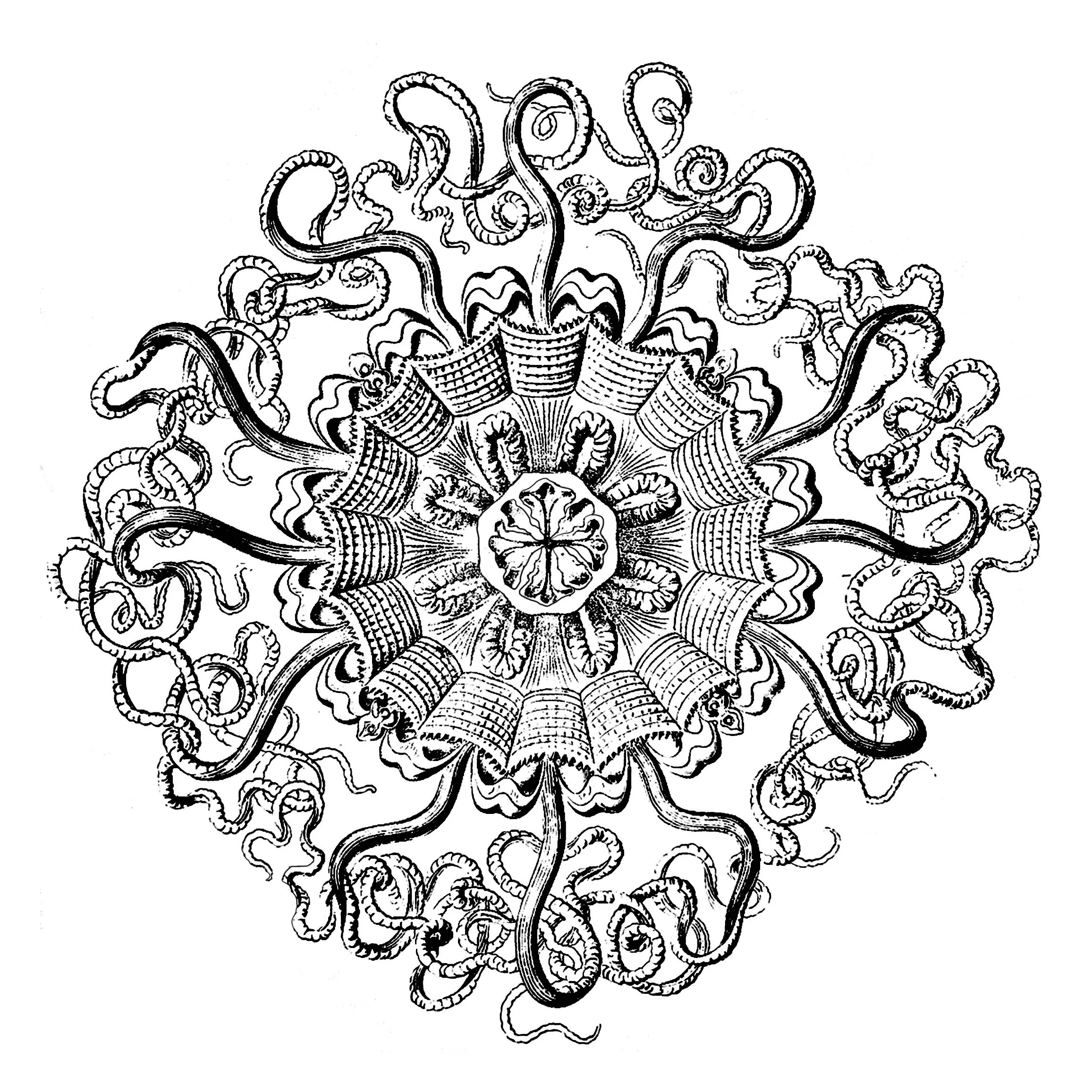 Quadro de anatomia Mandala vintage (Mandalas temáticas : Animais)