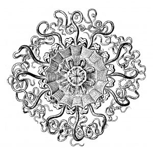Quadro de anatomia Mandala vintage (Mandalas temáticas : Animais)