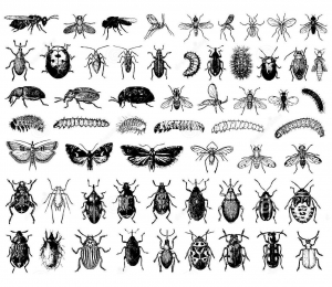 insectos-coloração-difícil